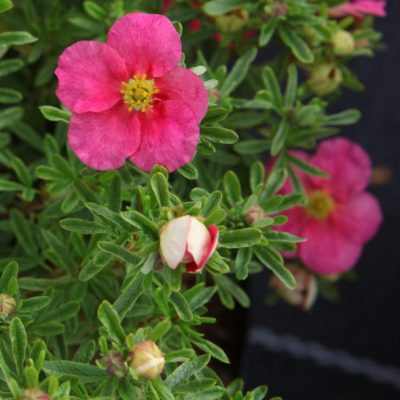 Potentilla fruticosa 'Bellissima'
