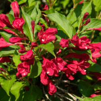Weigela florida 'Victoria'
