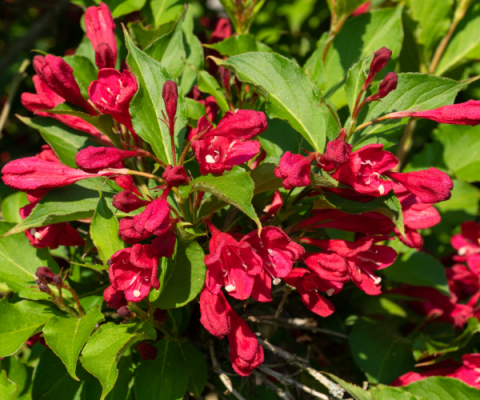 Weigela florida 'Victoria'