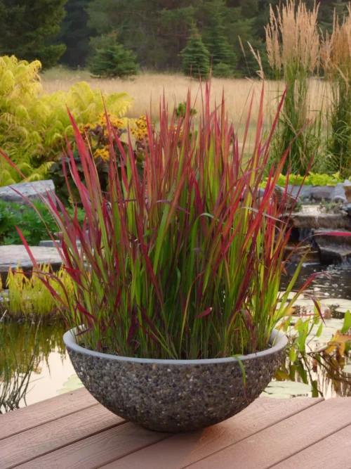 Imperata cylindrica 'Red Baron' - Obrázek 1