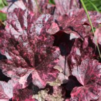 Heuchera hybrida ´Midnight Rose´®