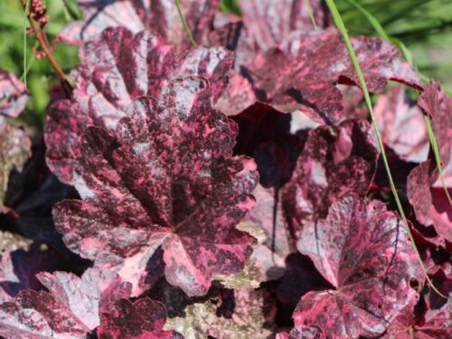Heuchera hybrida ´Midnight Rose´® - Obrázek 1