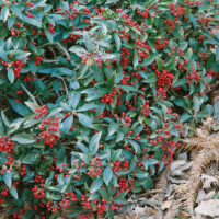 Skimmia japonica ssp. reevesiana