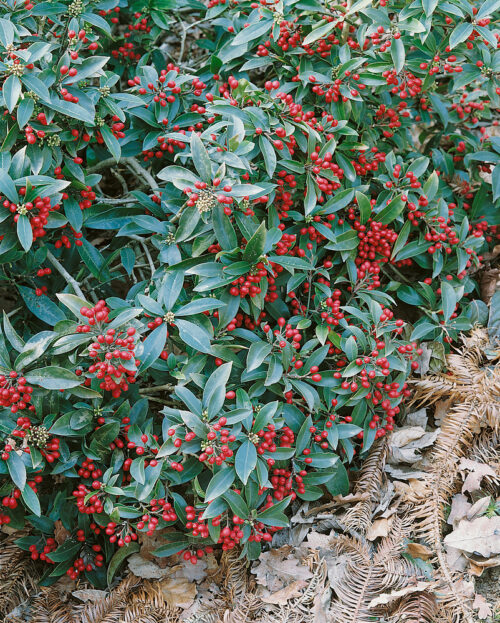 Skimmia japonica ssp. reevesiana - Obrázek 1
