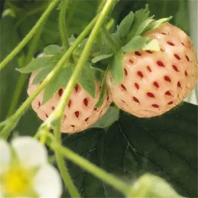 Jahodník 'Snow White' - P10