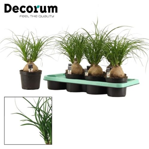 Beaucarnea recurvata P14 1-výhonová - Obrázek 1