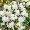 Azalea japonica 'Pleasant White' - Kontejner 2 l