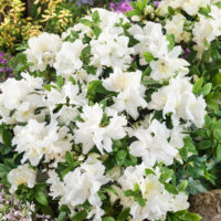 Azalea japonica 'Pleasant White'