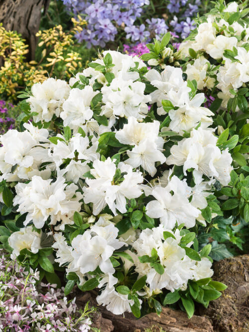 Azalea japonica 'Pleasant White' - Obrázek 1