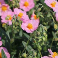 Helianthemum nummularium 'Lawrenson´ s Pink'