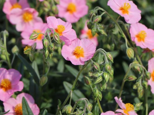 Helianthemum nummularium 'Lawrenson´ s Pink'