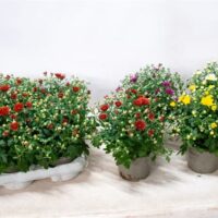 Chrysanthemum indicum