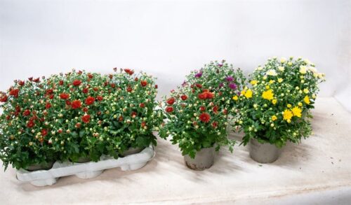 Chrysanthemum indicum - Obrázek 1