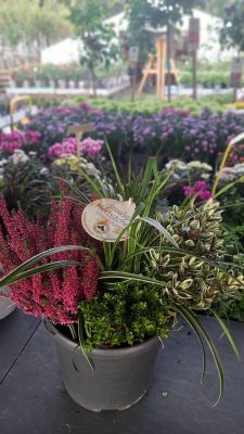 Mísa osázená 'Green Boys'