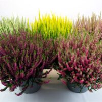 Calluna vulgaris 'Beauty Ladies' P23