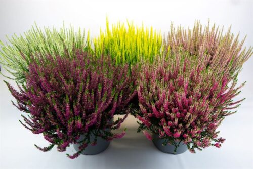 Calluna vulgaris 'Beauty Ladies' P23 - Obrázek 1