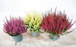 Calluna vulgaris 'Beauty Ladies' P17