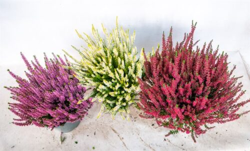 Calluna vulgaris 'Beauty Ladies' P17 - Obrázek 2