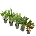Aglaonema comutatum - Obrázek 2