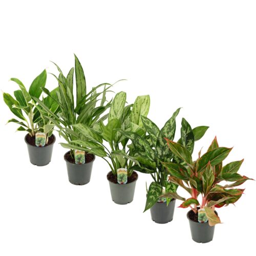 Aglaonema comutatum - Obrázek 2