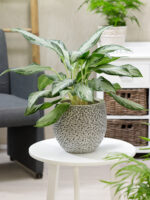 Aglaonema comutatum