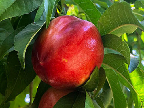 Nektarinka sloupovitá 'AROMASPUR'® - Image 1