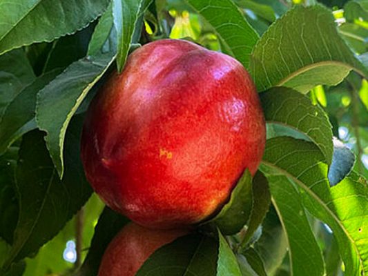 Nektarinka sloupovitá 'AROMASPUR'®