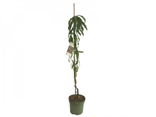 Nektarinka sloupovitá 'AROMASPUR'® - Image 3