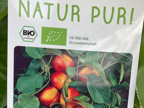 Nektarinka sloupovitá 'AROMASPUR'® - Image 2