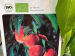 Broskvoň sloupovitá 'AROMASPUR'® - Obrázek 2