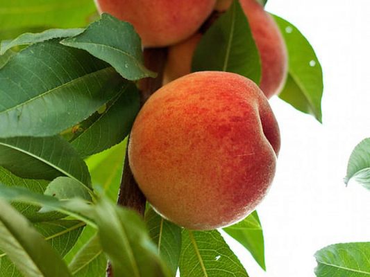 Broskvoň sloupovitá 'AROMASPUR'®