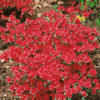 Azalea (J) 'Hotshot Variegata'