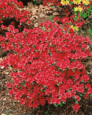 Azalea (J) 'Hotshot Variegata'