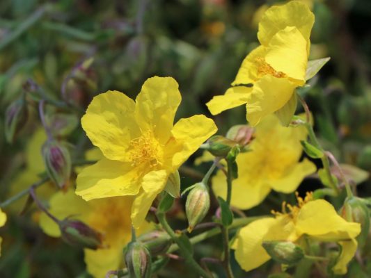 Helianthemum nummularium 'Golden Queen'