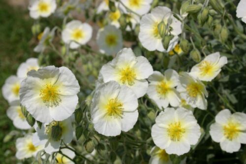 Helianthemum nummularium 'The Bride' - Obrázek 1