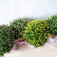 Chrysanthemum indicum C3L, pr. 30-35