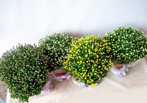 Chrysanthemum indicum C3L, pr. 30-35 - Image 1
