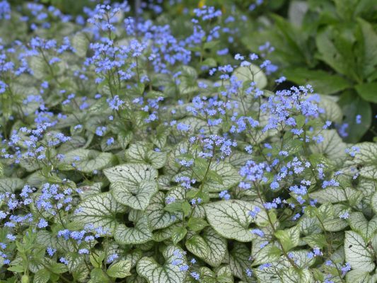 Brunnera macrophylla 'Jack Frost'®