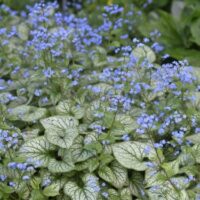 Brunnera macrophylla 'Jack Frost'®