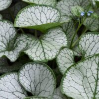 Brunnera macrophylla 'Sea Heart'
