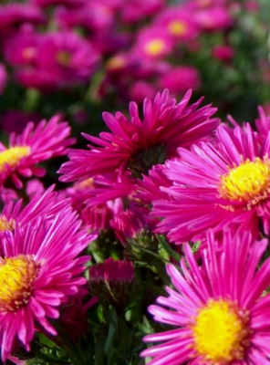 Aster dumosus 'Jenny'
