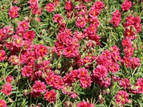 Helianthemum nummularium 'Cerise Queen' - Obrázek 1
