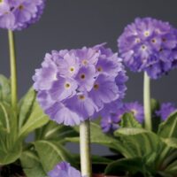 Primula denticulata 'Corolla Blue'
