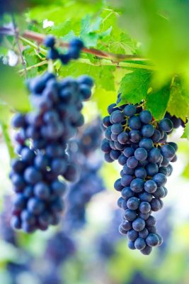 Vitis vinifera 'Zilga'