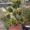 Cupressocyparis leylandii 'Gold Rider' - Kontejner 18 l, v. 100-120 cm (PONPON)