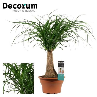 Beaucarnea recurvata P19 3-výhonová