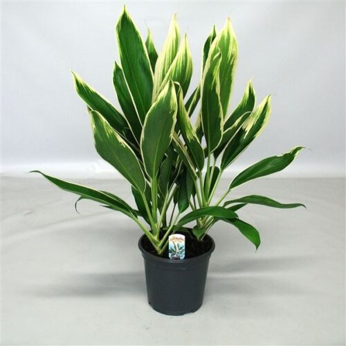 Cordyline - Image 1