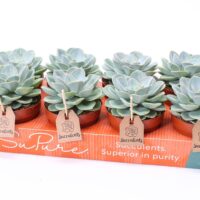 Echeveria 'Green Pearl'
