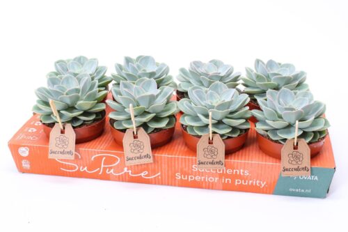 Echeveria 'Green Pearl' - Obrázek 1