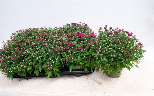 Chrysanthemum indicum 'Garden Mums' - Image 1